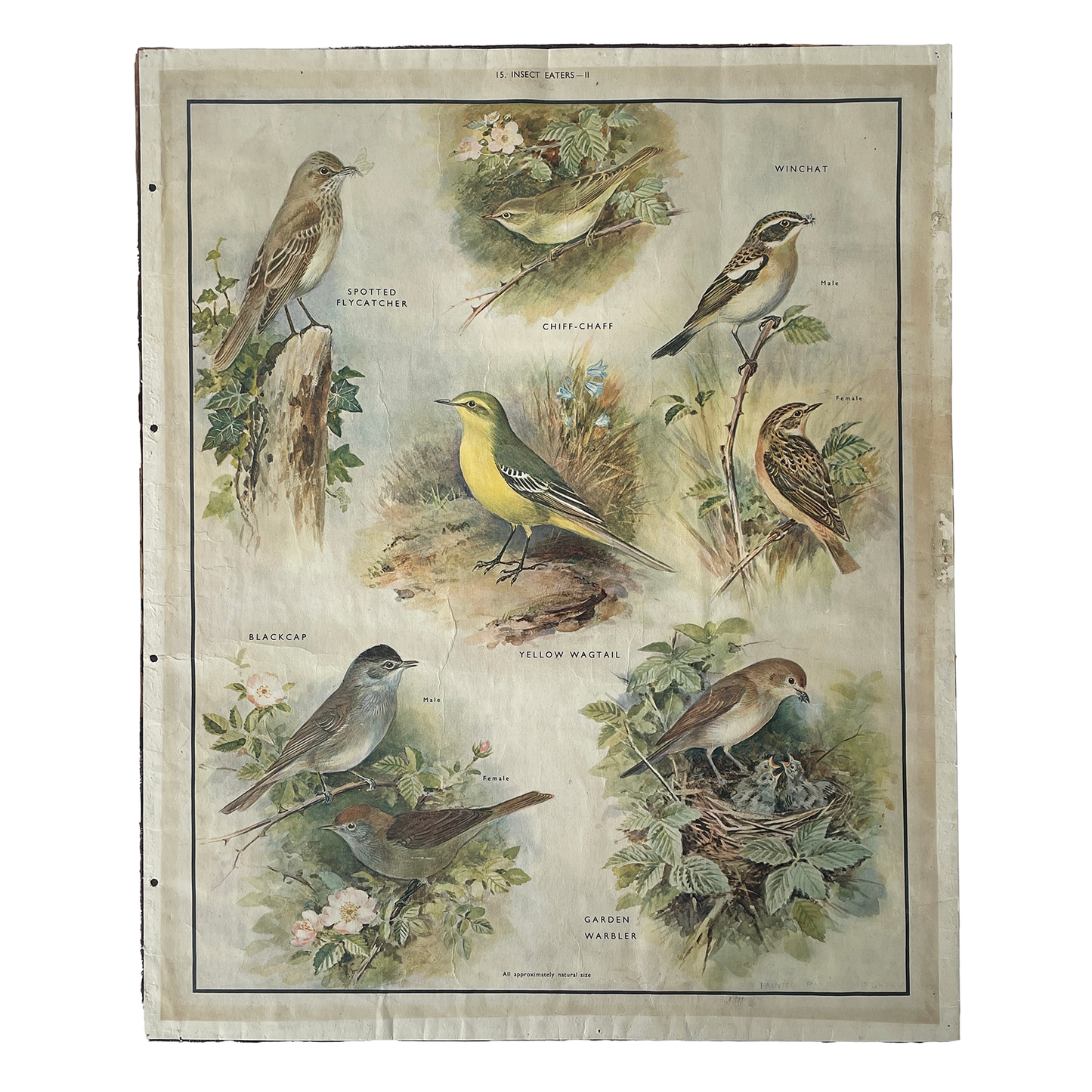 1950s Educational Poster of Birds – Insect Eaters II