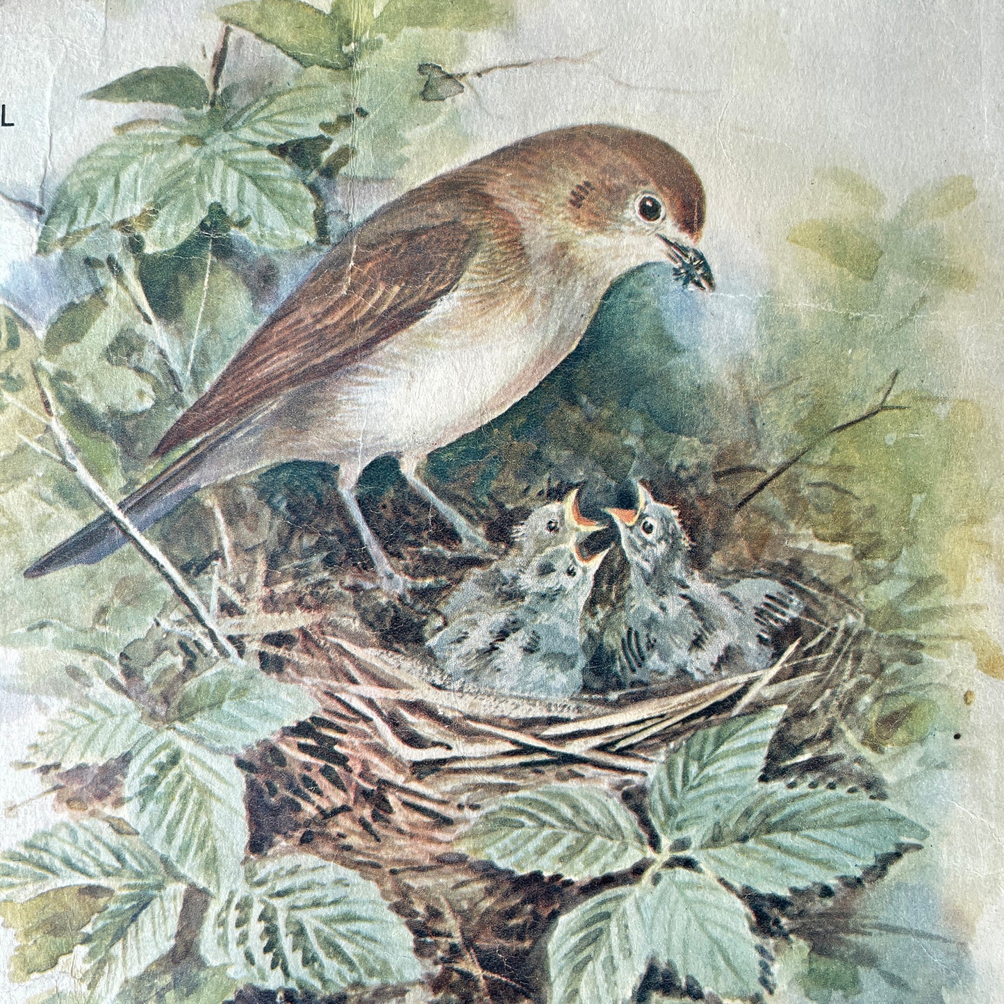 1950s Educational Poster of Birds – Insect Eaters II