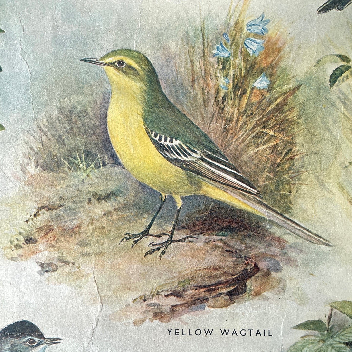 1950s Educational Poster of Birds – Insect Eaters II