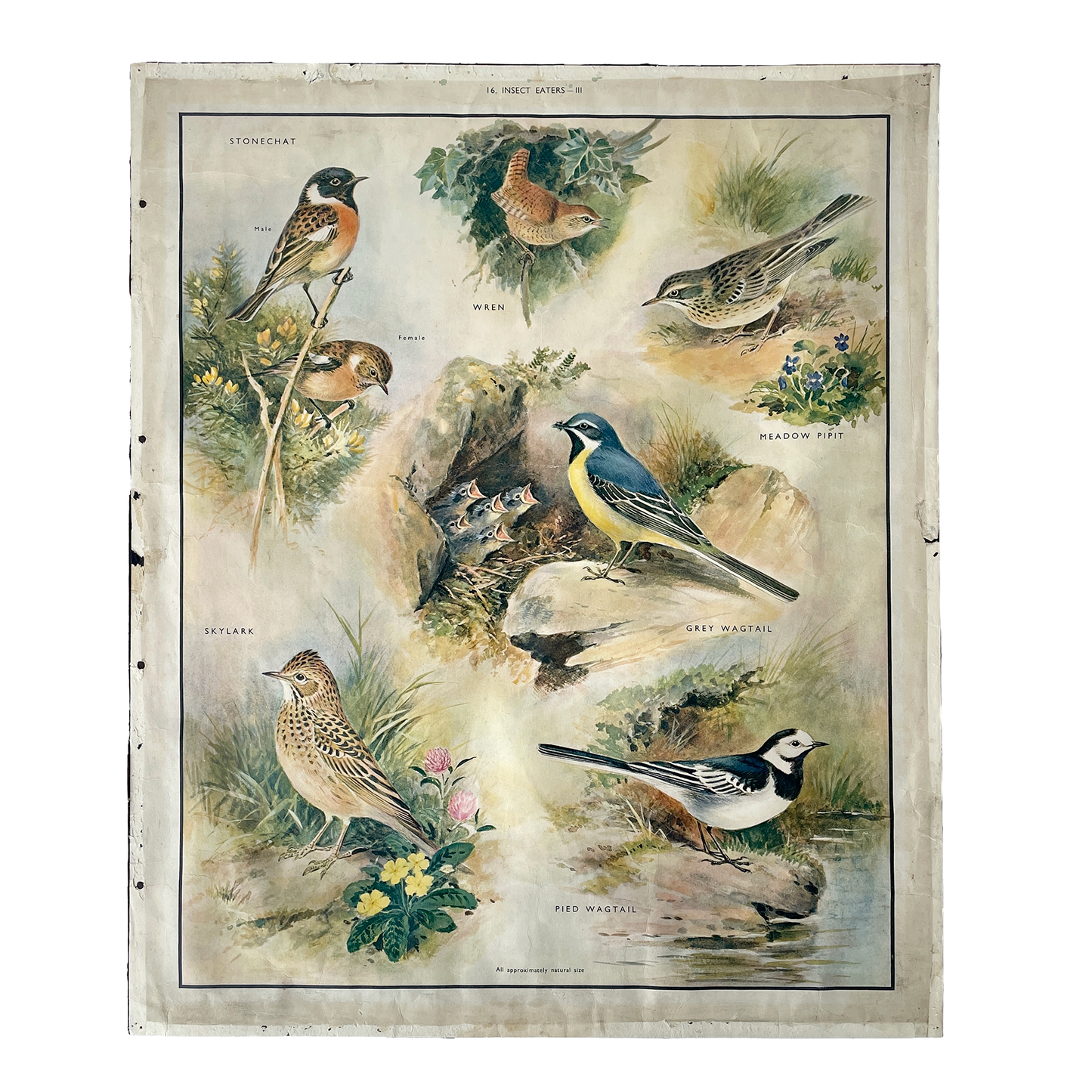 1950s Educational Poster of Birds – Insect Eaters III
