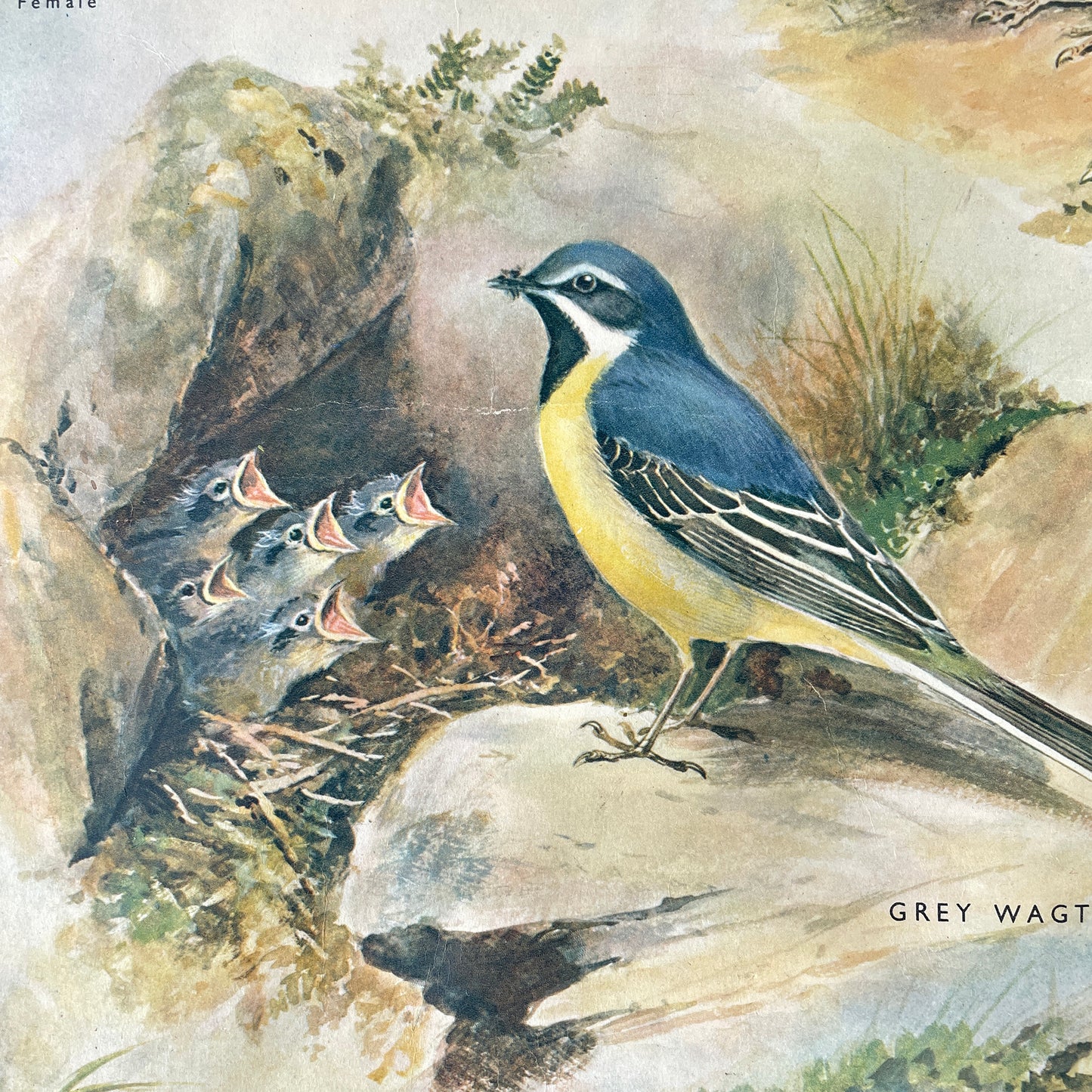 1950s Educational Poster of Birds – Insect Eaters III