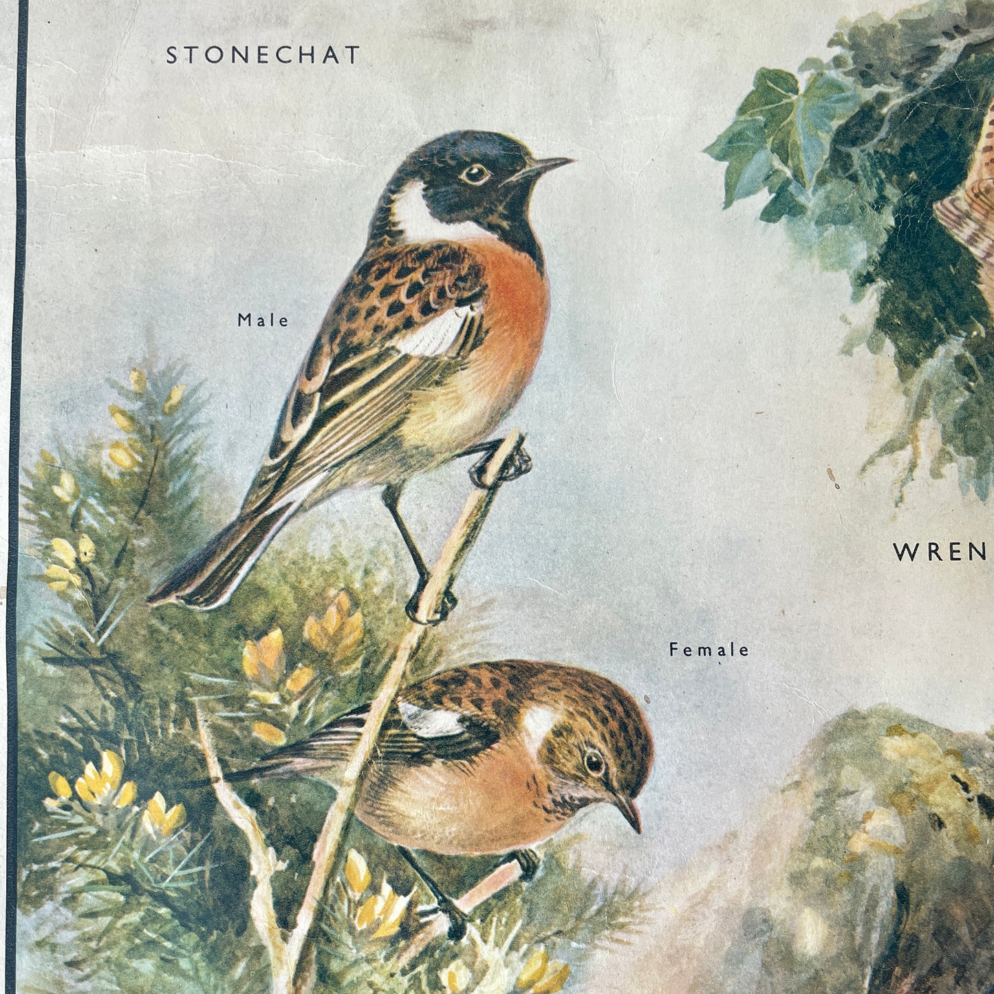 1950s Educational Poster of Birds – Insect Eaters III