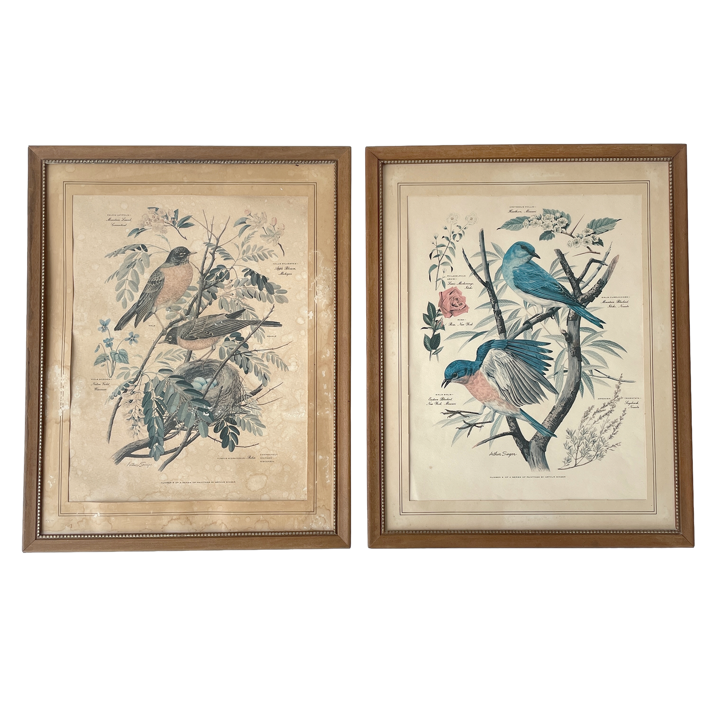 Two Vintage Framed Bird Prints by Arthur Singer