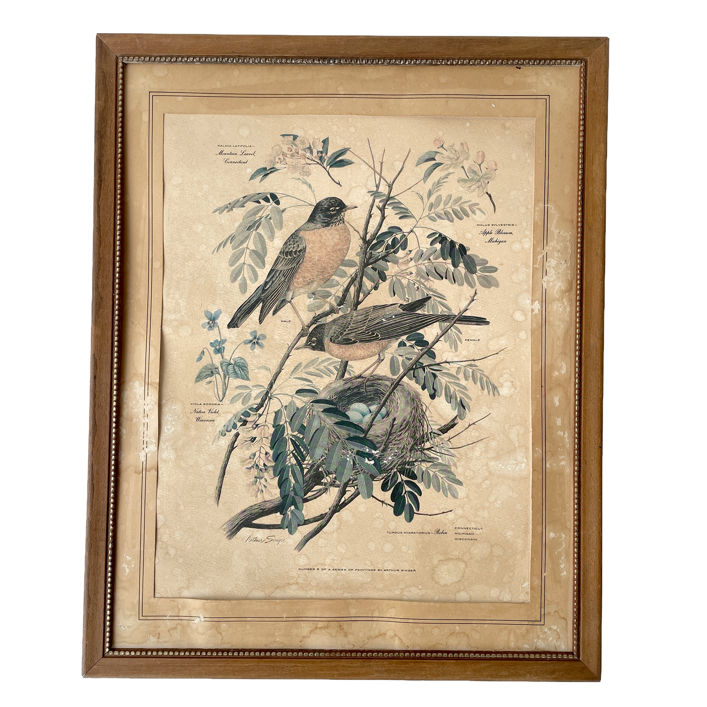 Two Vintage Framed Bird Prints by Arthur Singer