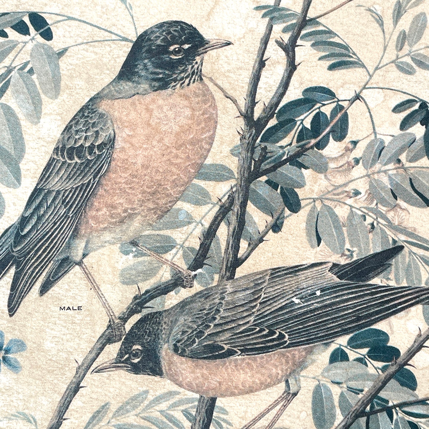 Two Vintage Framed Bird Prints by Arthur Singer