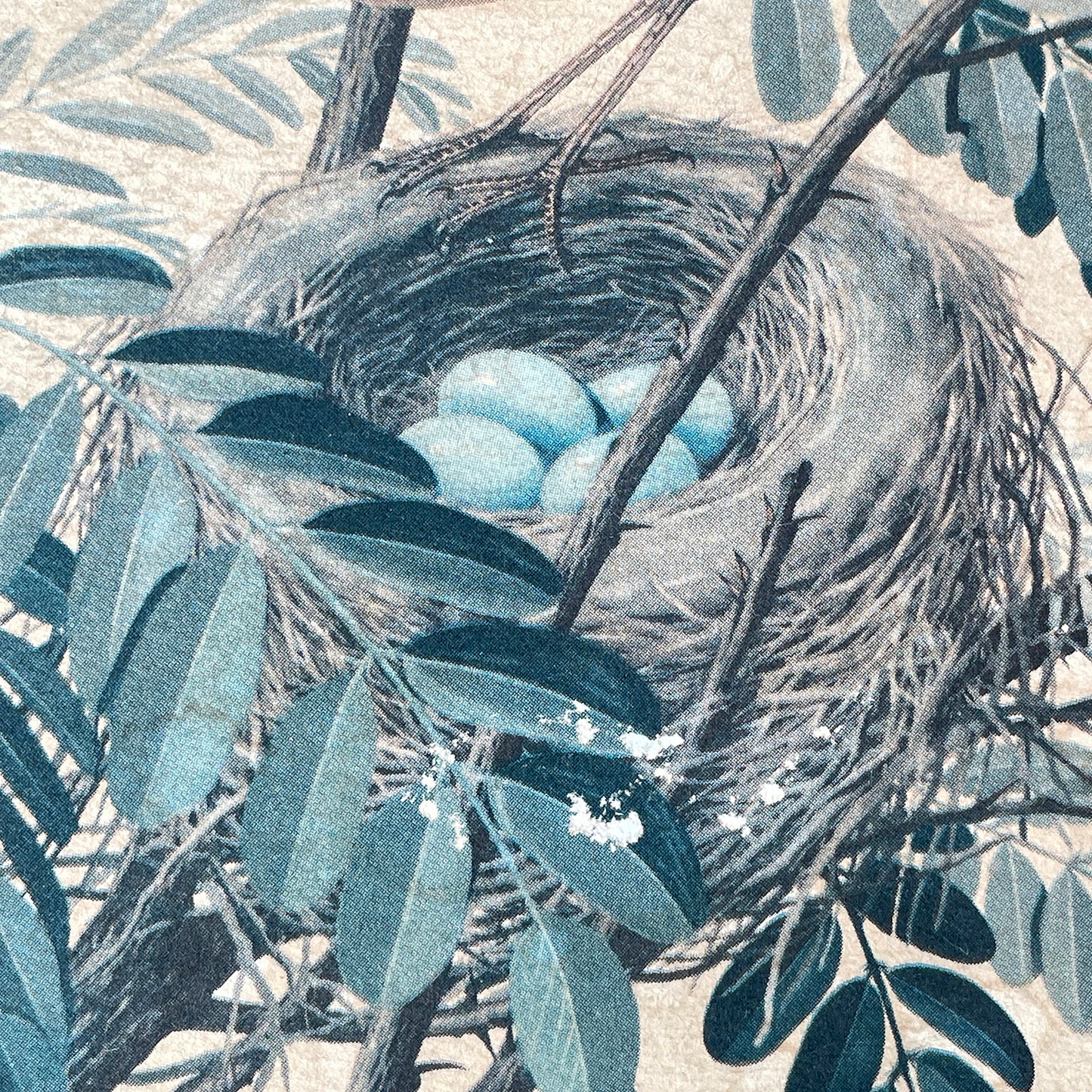Two Vintage Framed Bird Prints by Arthur Singer
