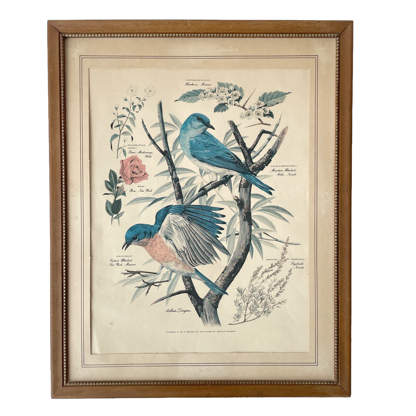 Two Vintage Framed Bird Prints by Arthur Singer