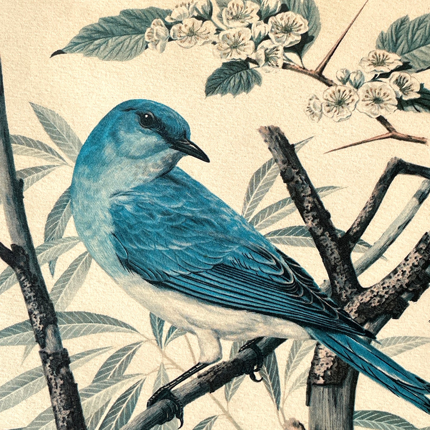 Two Vintage Framed Bird Prints by Arthur Singer