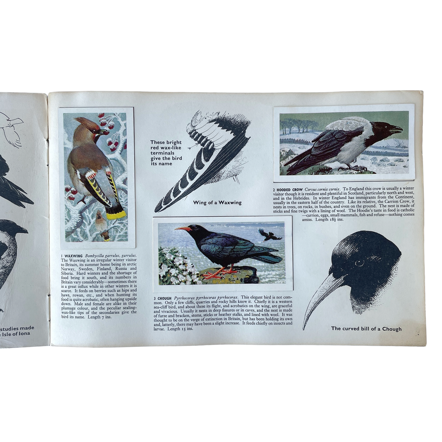 Brook Bond Picture Cards – Wild Birds in Britain