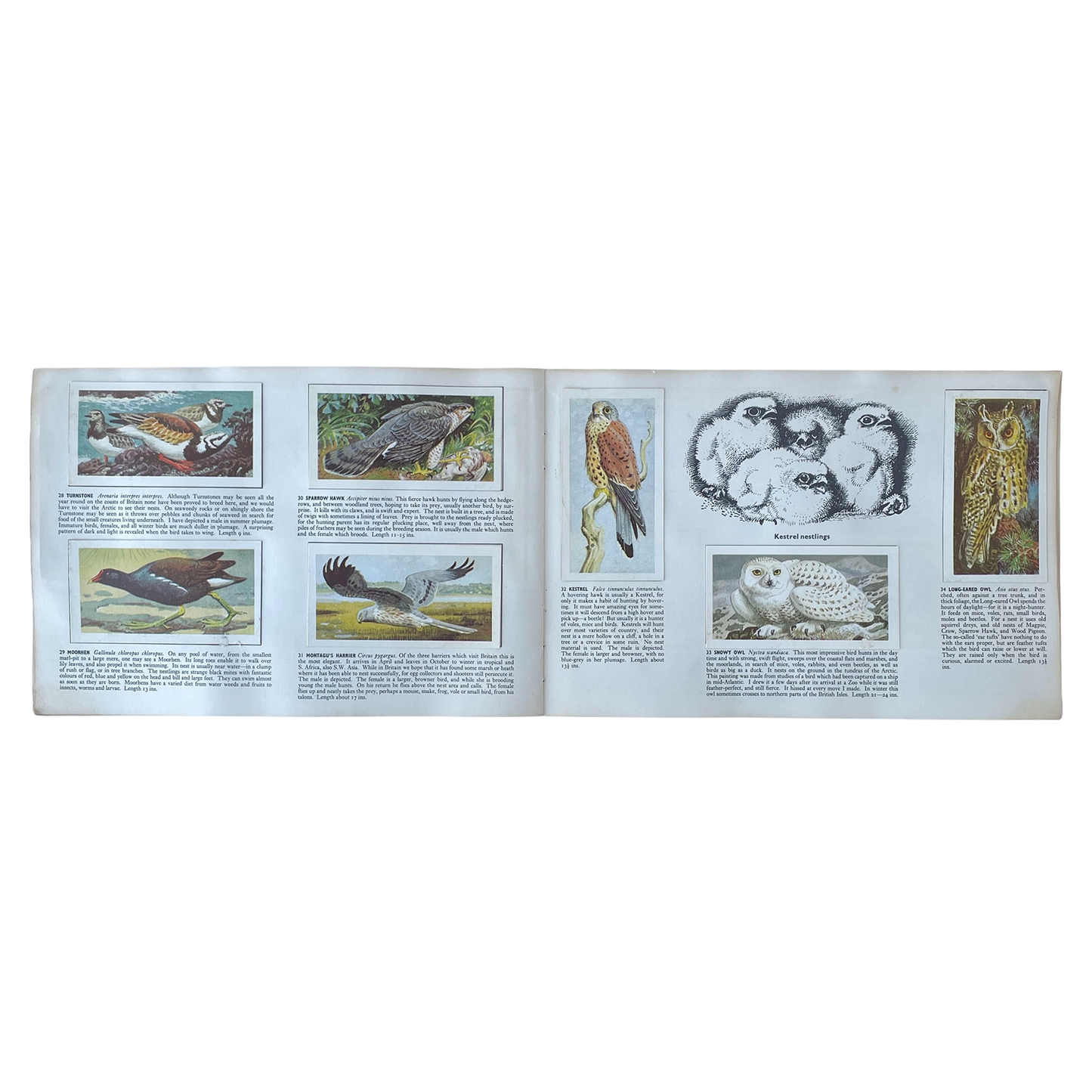 Brook Bond Picture Cards – Wild Birds in Britain