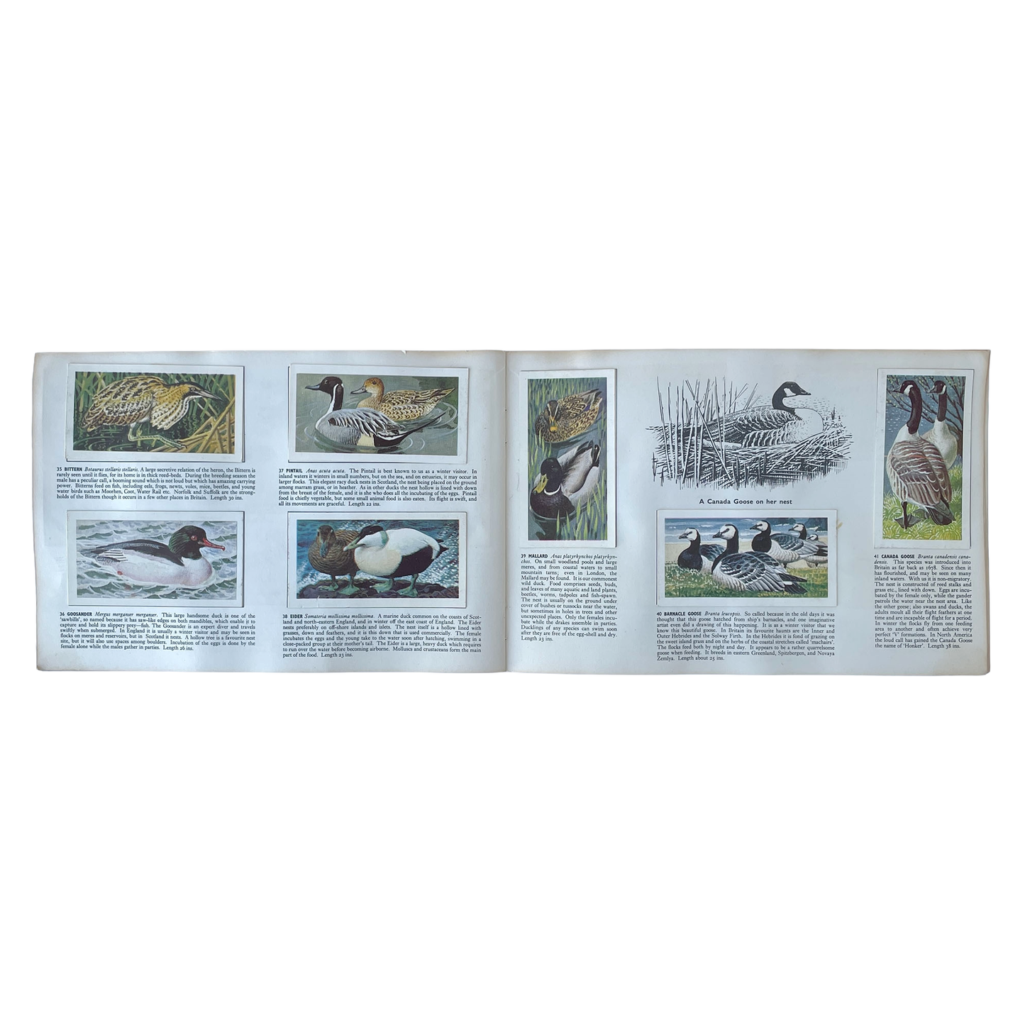 Brook Bond Picture Cards – Wild Birds in Britain