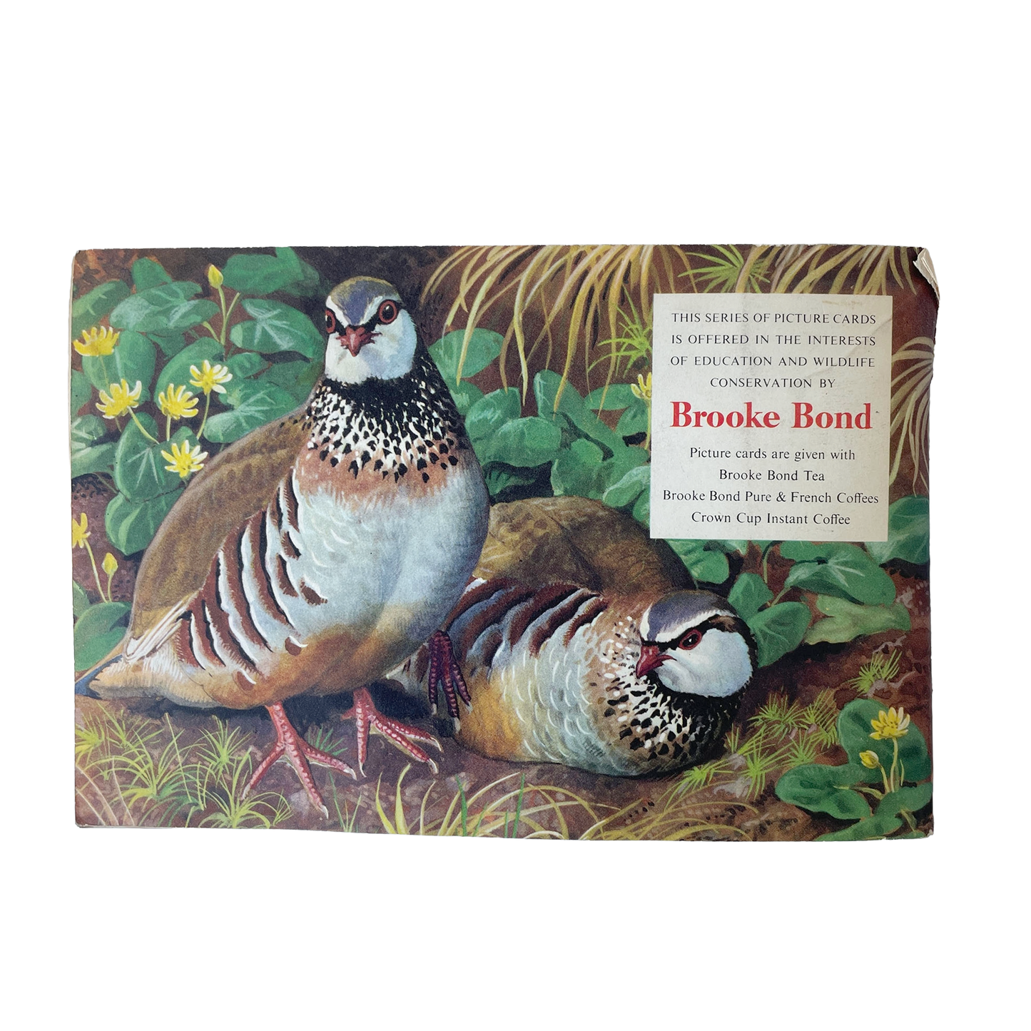Brook Bond Picture Cards – Wild Birds in Britain