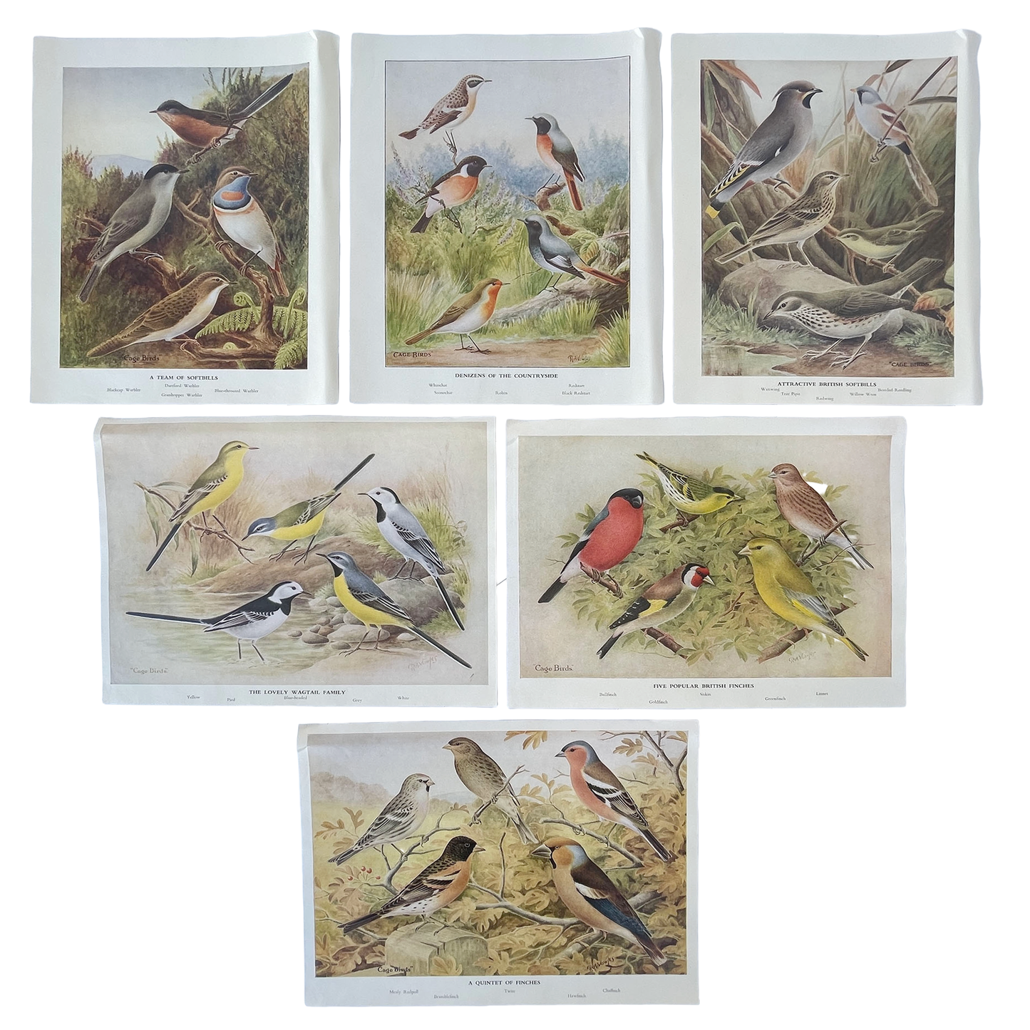 Set of 6 Colour Plates of British Birds