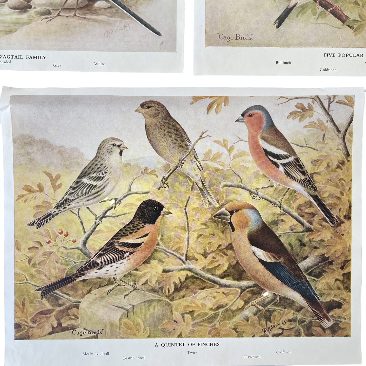 Set of 6 Colour Plates of British Birds