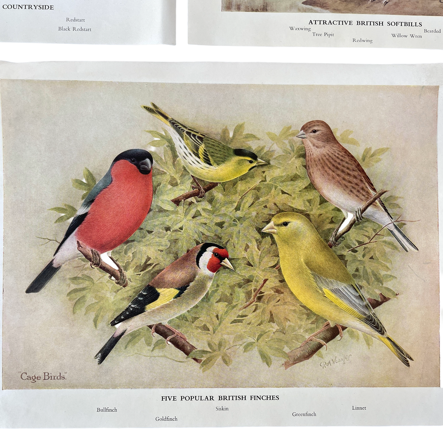 Set of 6 Colour Plates of British Birds