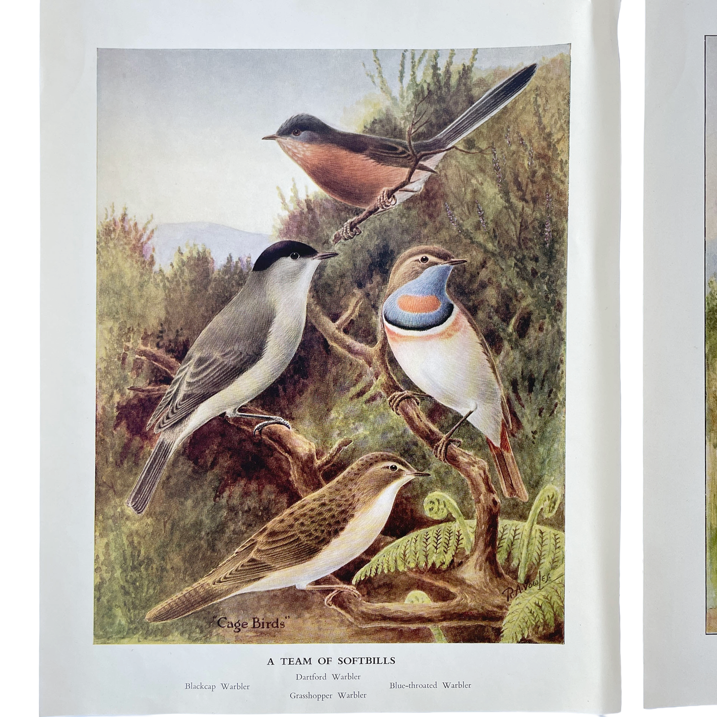 Set of 6 Colour Plates of British Birds