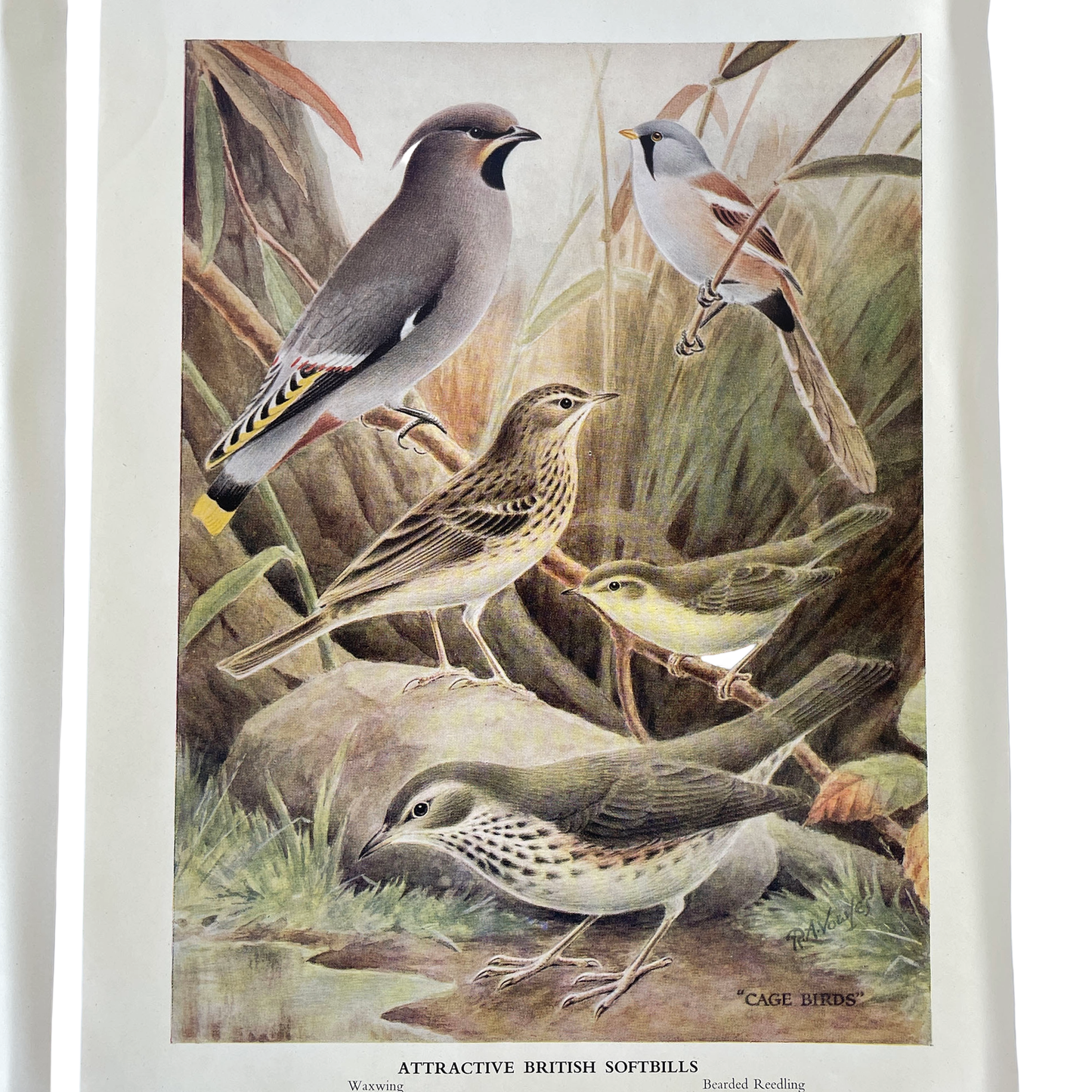 Set of 6 Colour Plates of British Birds