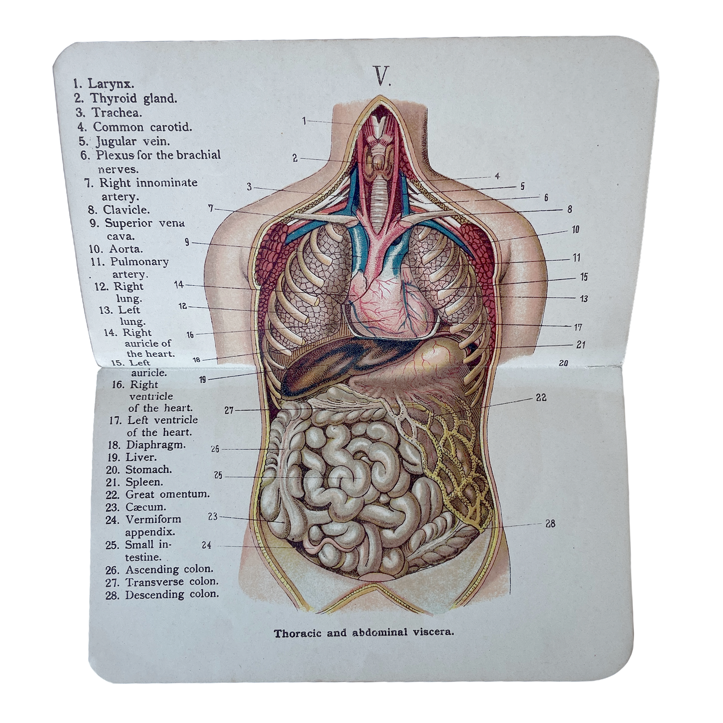 Late1800/Early 1900’s Allman’s Pocket Anatomical Atlas