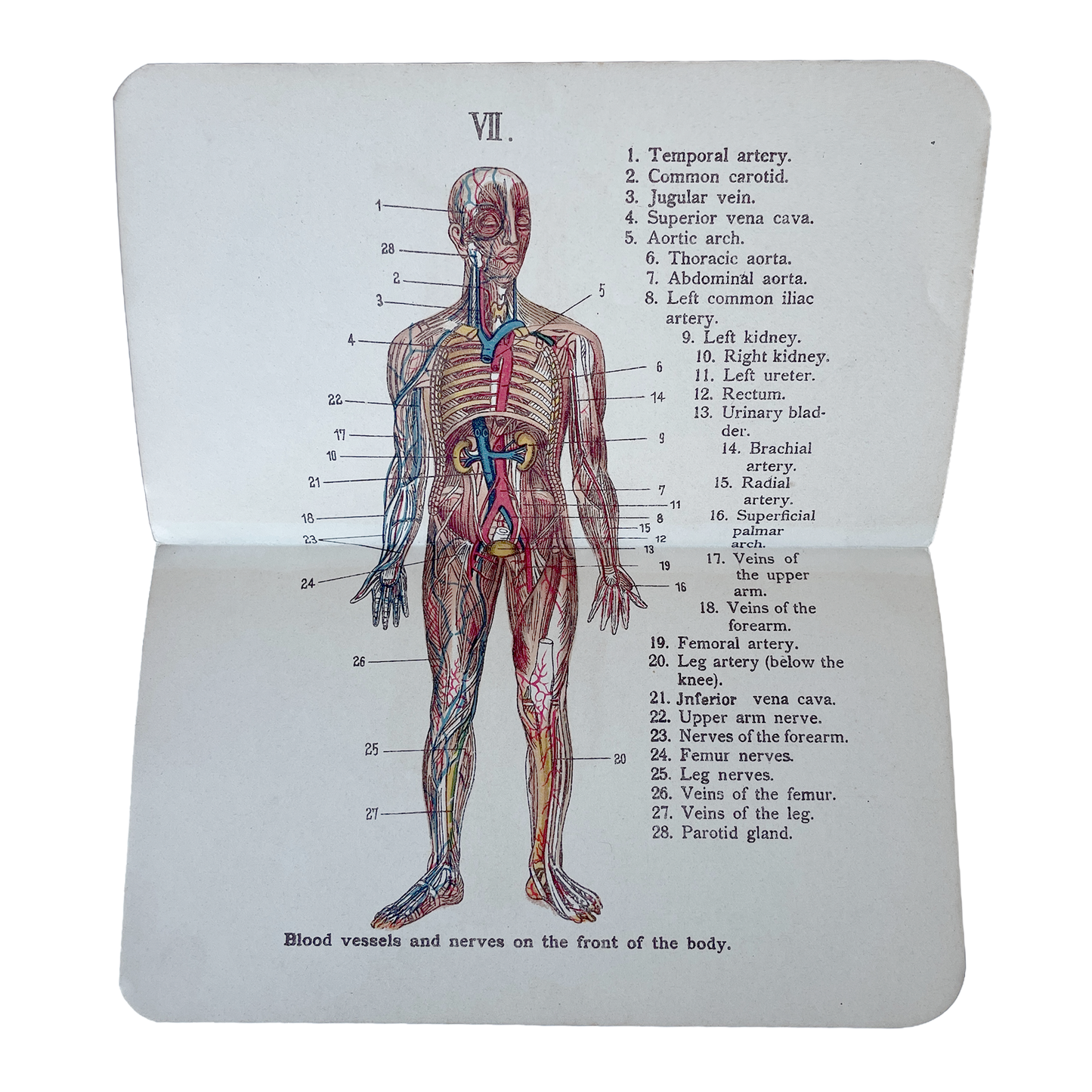 Late1800/Early 1900’s Allman’s Pocket Anatomical Atlas