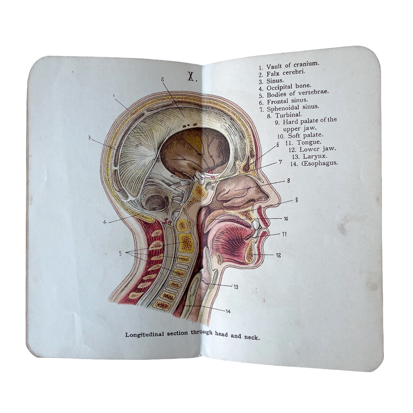 Late1800/Early 1900’s Allman’s Pocket Anatomical Atlas