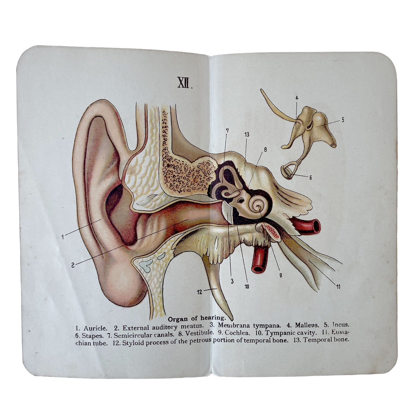 Late1800/Early 1900’s Allman’s Pocket Anatomical Atlas