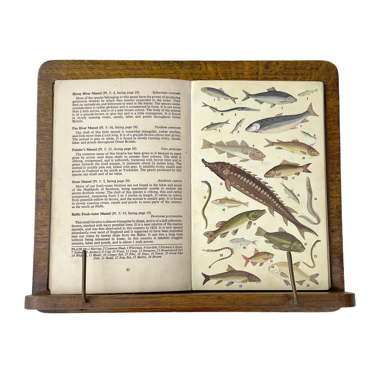 Early 20th Century Folding Book Stand