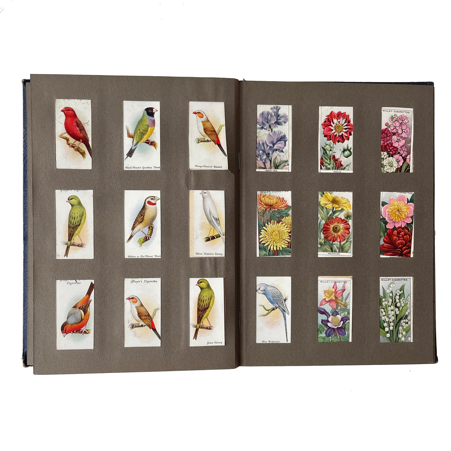 Fantastic Early 20th Century Cigarette Picture Card Album